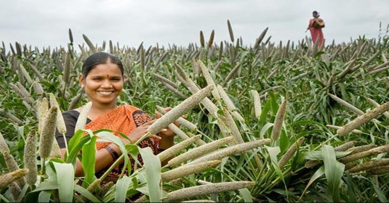 bazra-krishi.jpg