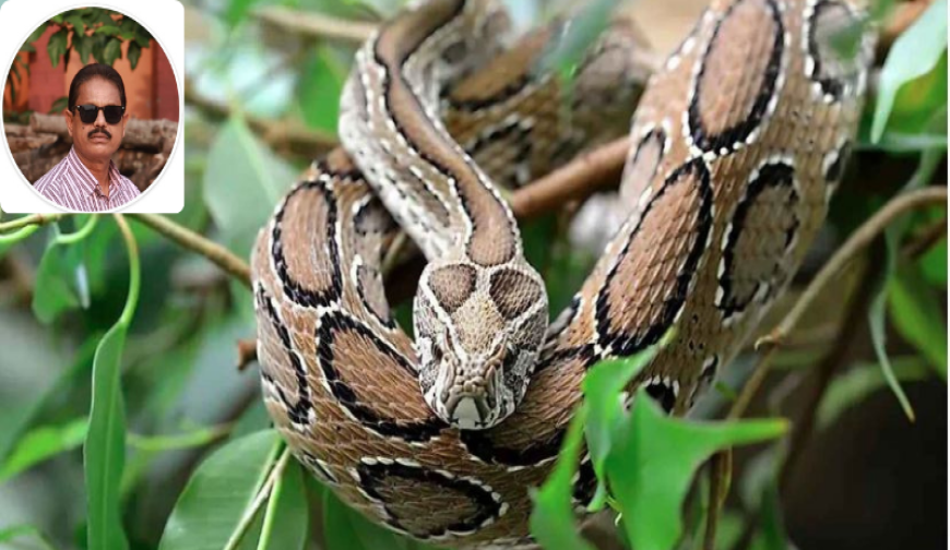 Shornolota_2024-06-21_66759653b3462.png