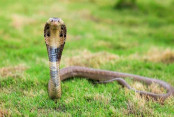 shornollata