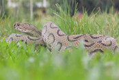 shornollata