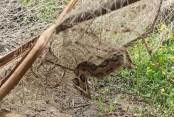 shornollata