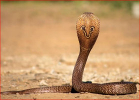 Shornolota